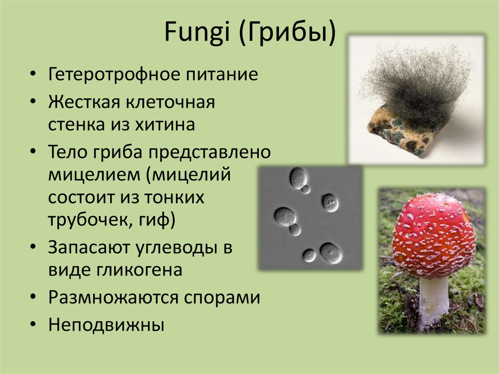 Мицелий грибов одноклеточный многоклеточный