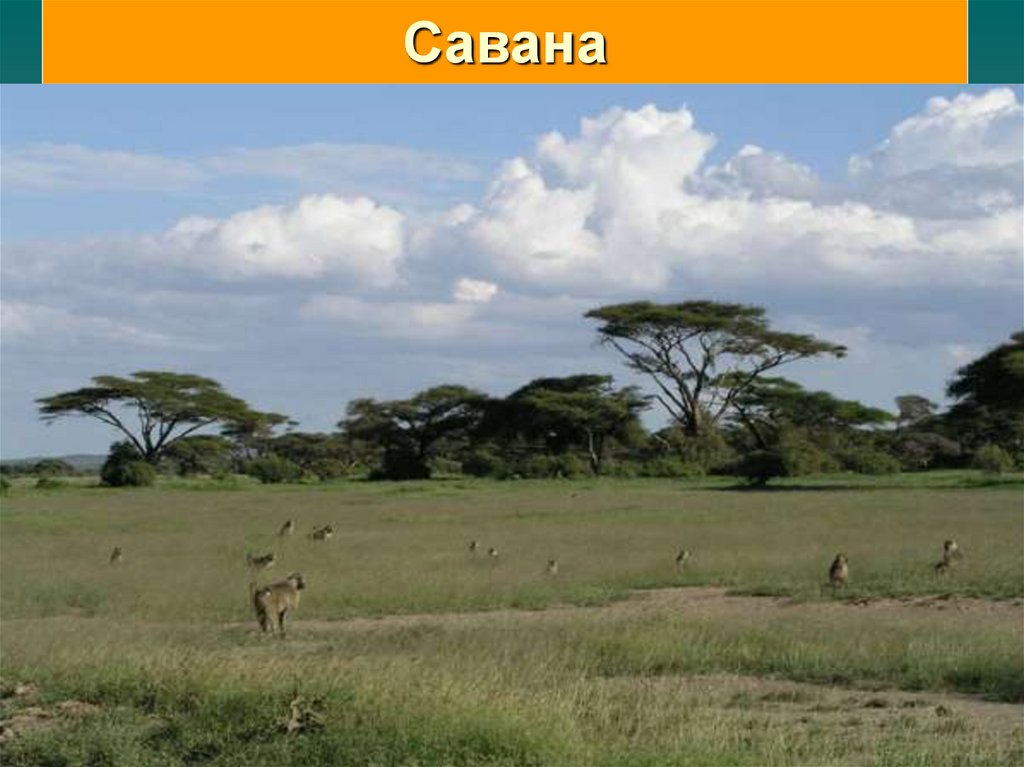 Особенности растительности саванны и редколесья. Природные зоны Африки саванны. Растения саванны и редколесья Африки. Саванны и редколесья Евразии. Растительный мир субэкваториального пояса Африки.