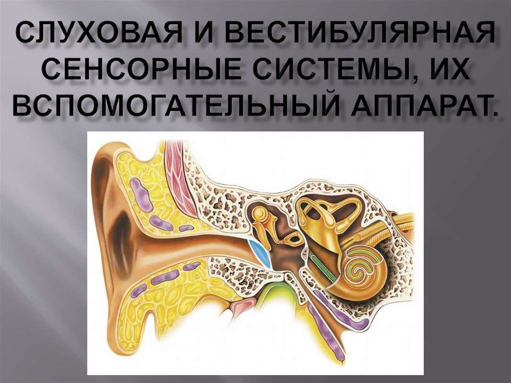 Презентация на тему слуховой аппарат