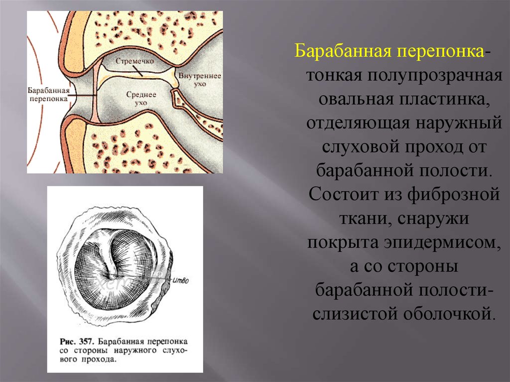 Слуховая и вестибулярная сенсорная система презентация