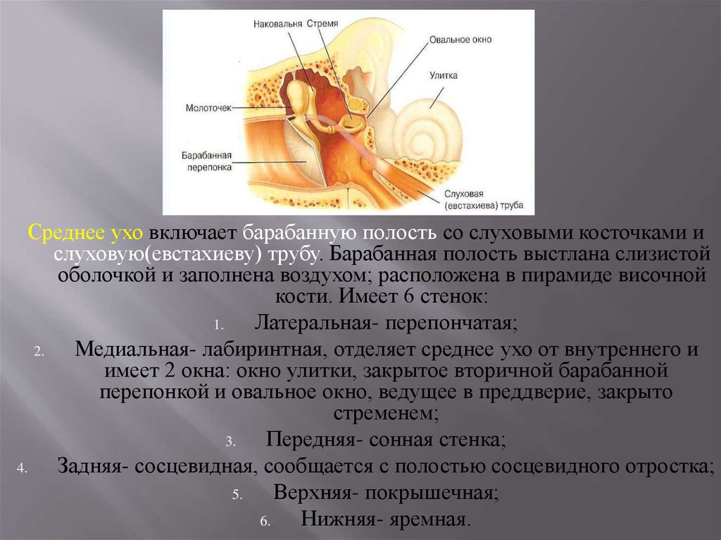 Слуховая и вестибулярная сенсорная система презентация