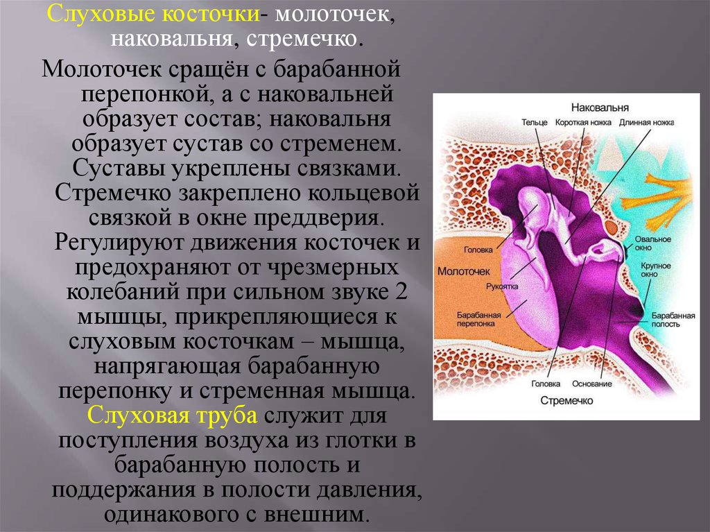 Слуховая и вестибулярная сенсорная система презентация