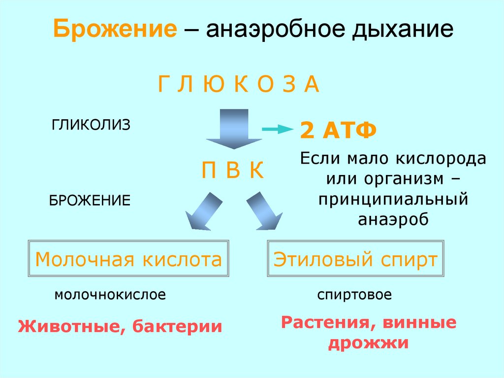 Аэробное дыхание схема