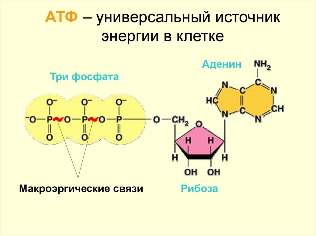 Атф 30. Макроэргические связи в молекуле АТФ. АТФ хим структура. Строение молекулы АТФ.