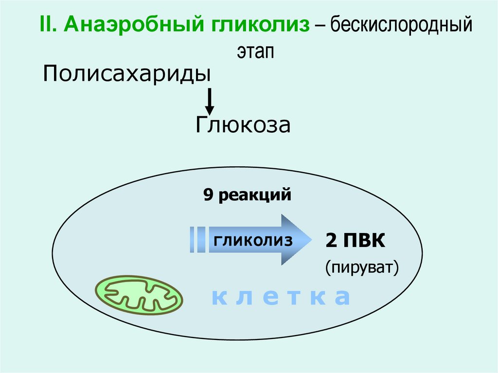 Анаэробное дыхание схема