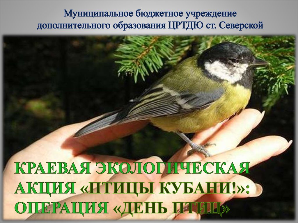 День птиц видео для детей. День птиц. Синица в руках. Птицы Кубани. Международный день птиц.