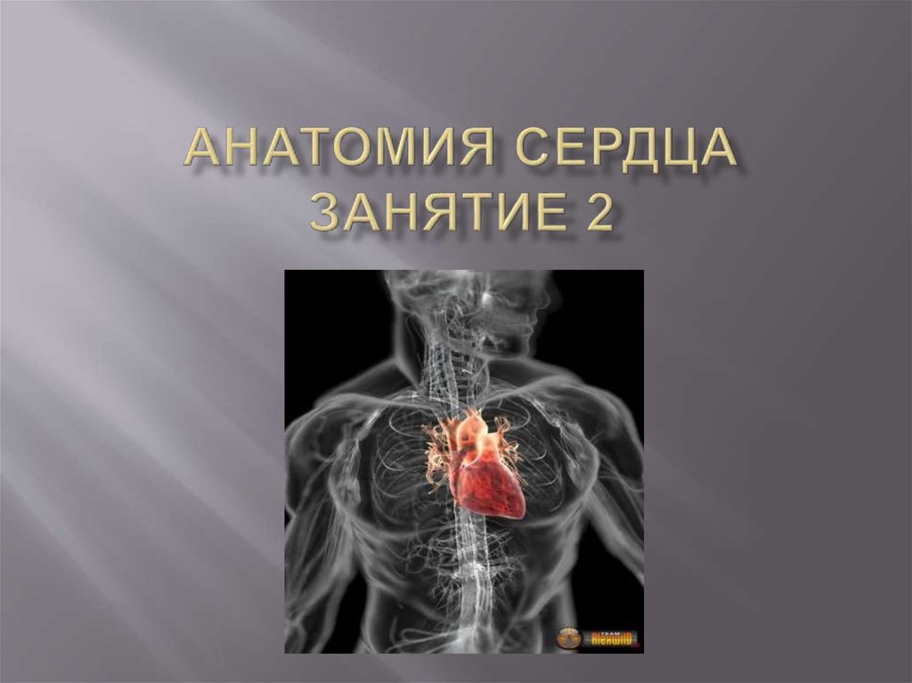 Сердечный занятие. Анатомия сердца 2021. Сердце препарат анатомия. Презентация по анатомии. 2 Анатомических сердца.