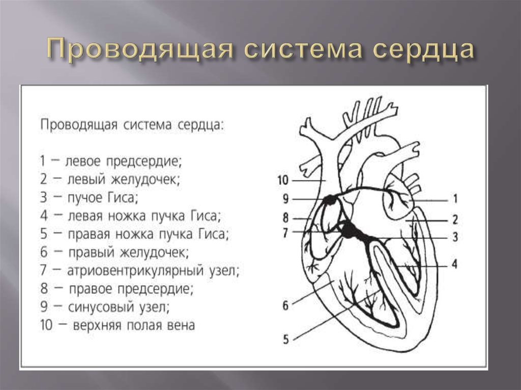 Сердце приведет часть 1. Проводящая система сердца строение. Проводящая система сердца схема. Строение основные части проводящей системы сердца. Зарисовать схему проводящей системы сердца.