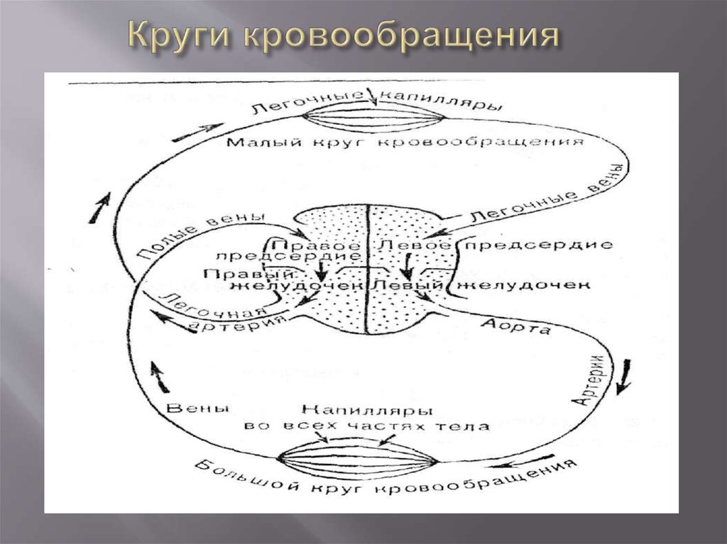 5 круги кровообращения