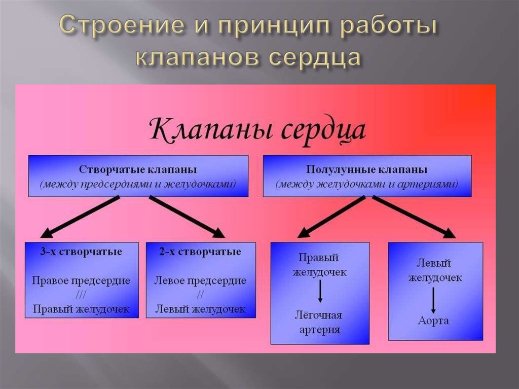 Строение и принцип работы клапанов сердца