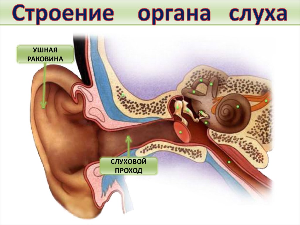 Рассмотрите рисунок изображающий строение органа слуха