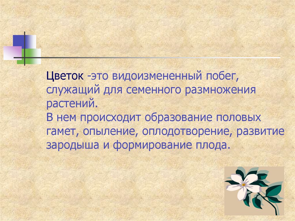 Цветок это видоизмененный. Цветок видоизмененный побег. Цветок это видоизмененный побег служащий растению для. Почему цветок это видоизмененный побег.