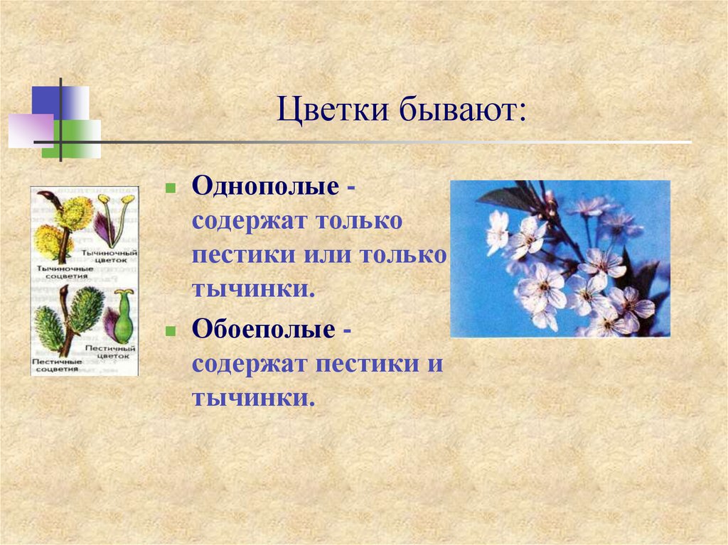 Цветки бывают. Цветы бывают. Однополые цветки характерны для. Цветки бывают однополые и двуполые. Цветок бывает однополым.