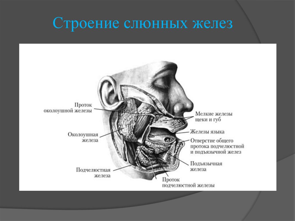 Проток слюнных желез. Проток околоушной железы. Строение околоушной слюнной железы анатомия. Анатомия протока околоушной железы. Строение слюнных желез анатомия.