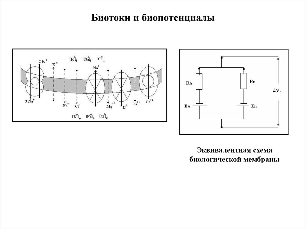 Эквивалентная схема биологической мембраны