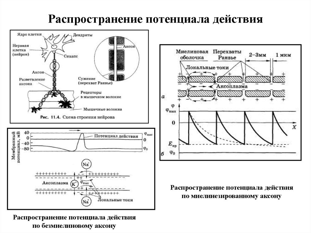 Распределение действий. Распространение потенциала действия по мышечному волокну. Распространение Пд по нервному волокну. Потенциал действия распространяется по нервному волокну. Распространение потенциала действия по миелиновым волокнам.