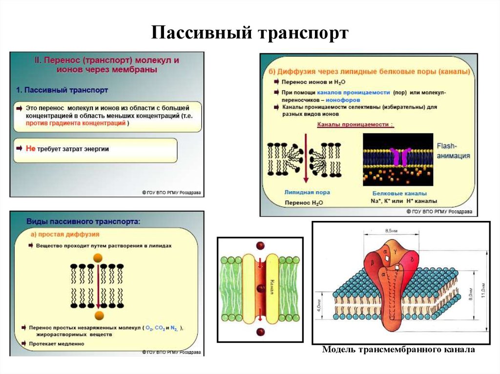 Транспорт молекул