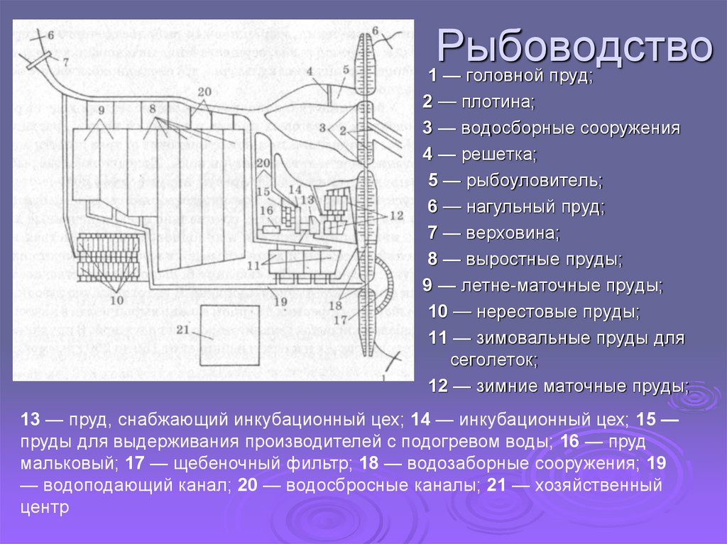 Схема инкубационного цеха рыб