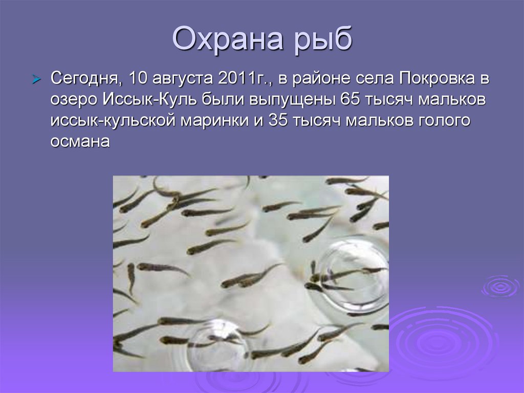 Как защищаются рыбы. Охрана рыб. Охрана рыб биология. Способы охраны рыб. Охрана рыб презентация 7 класс.