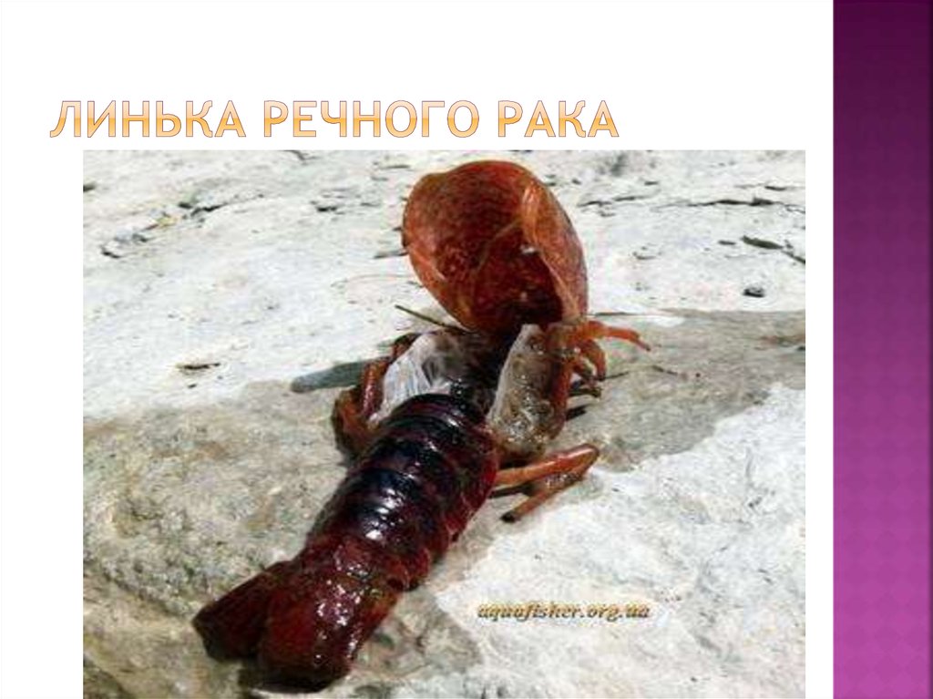 Линька речного рака