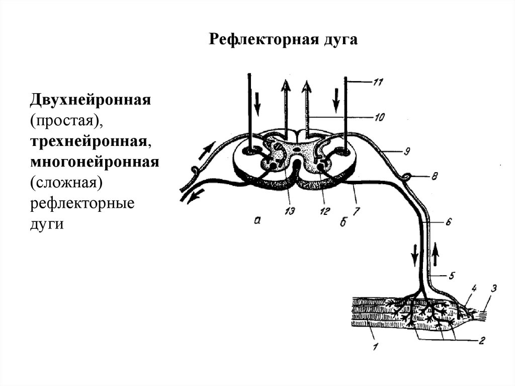 Строение рефлекторной дуги рисунок