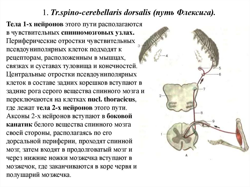 Путь говерса. Путь Флексига. Путь Флексига схема. Разрез Флексига мозг. Флексига и Говерса.