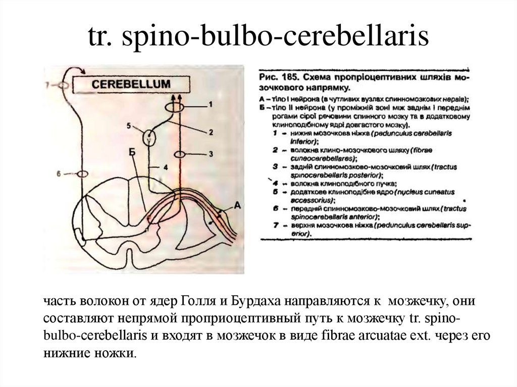 Проводящие пути презентация