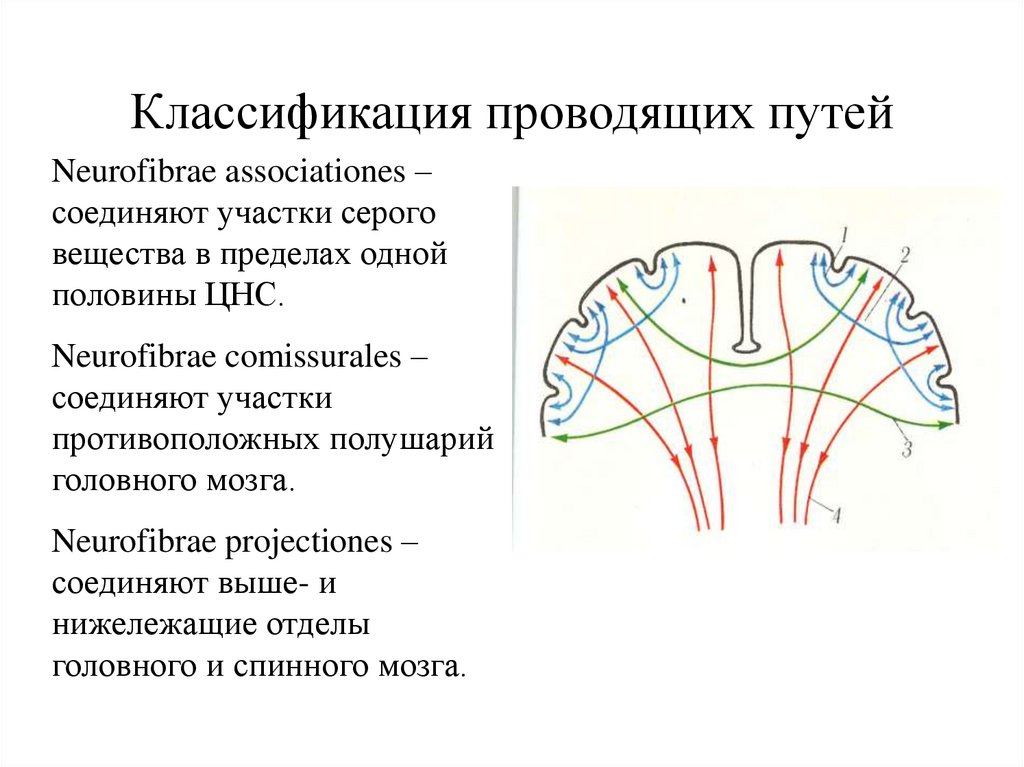 Какие проводящие пути