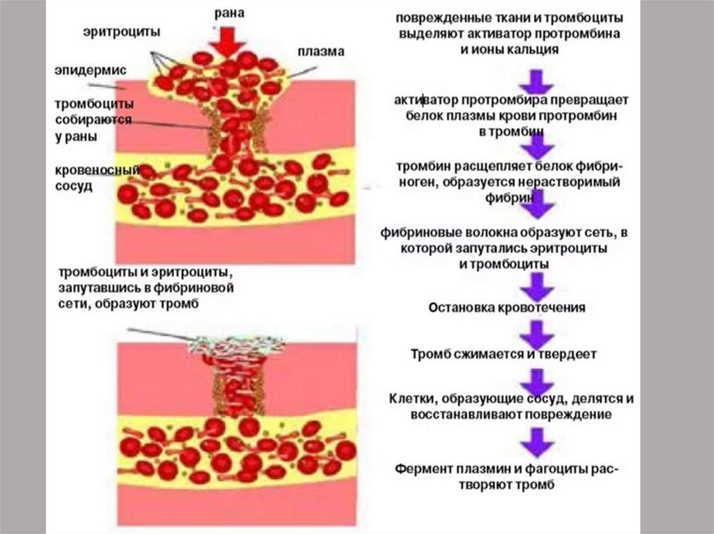 Фермент тромбоцитов. Тромбоциты в крови фаза свертывание. Этапы образования тромба схема. Тромбоциты этапы свертывания крови. Тромбоциты образование сгустка крови.