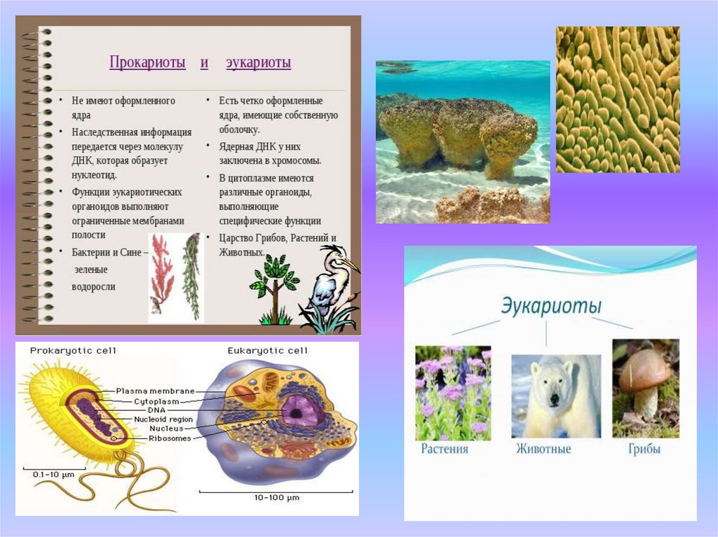 Органический мир примеры. Эукариот царства животных. Эукариоты растения животные грибы.