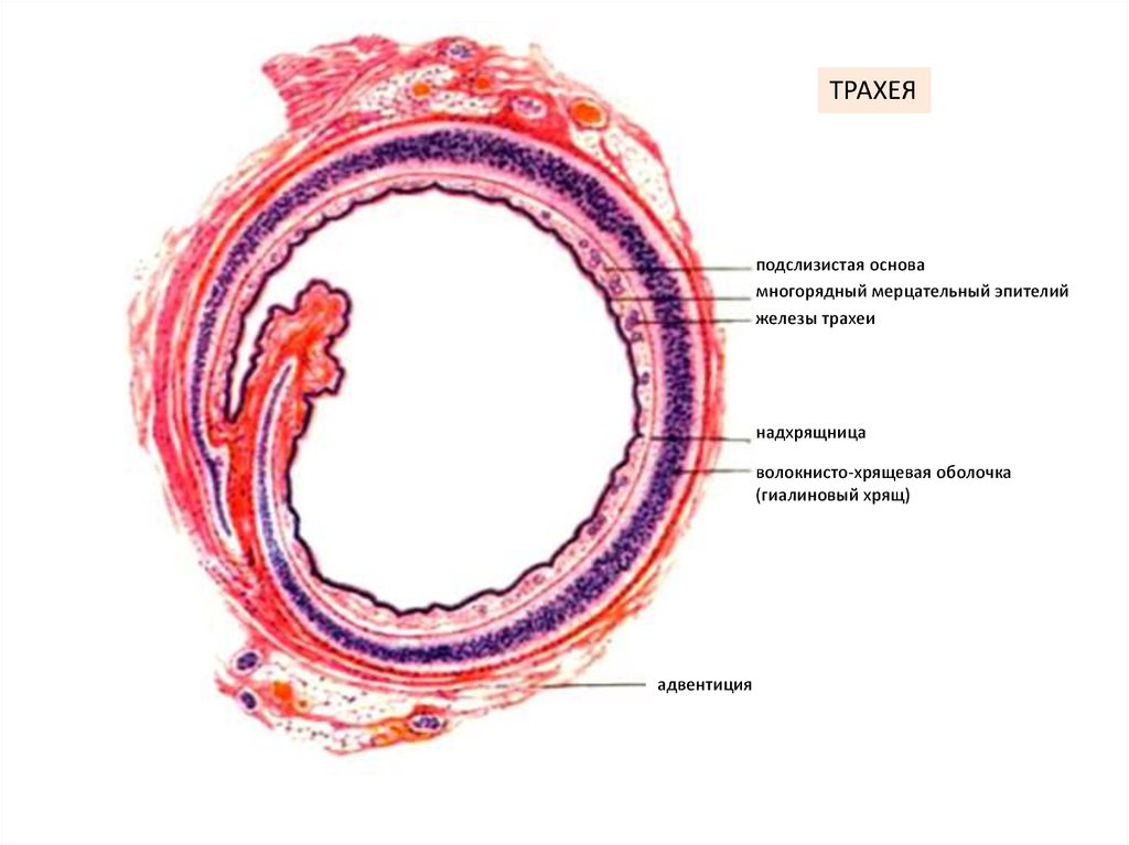 Трахея ткани. Строение стенки трахеи гистология. Слизистая оболочка трахеи гистология. Трахея гистология препарат. Оболочки трахеи гистология.
