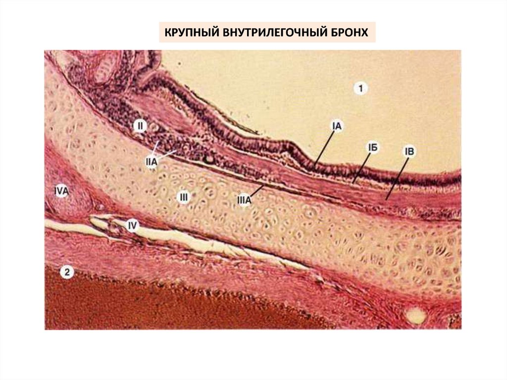 Строение крупно. Оболочки бронхов гистология. Слизистая бронхов гистология. Бронх гистология препарат. Гистология слизистой трахеи.