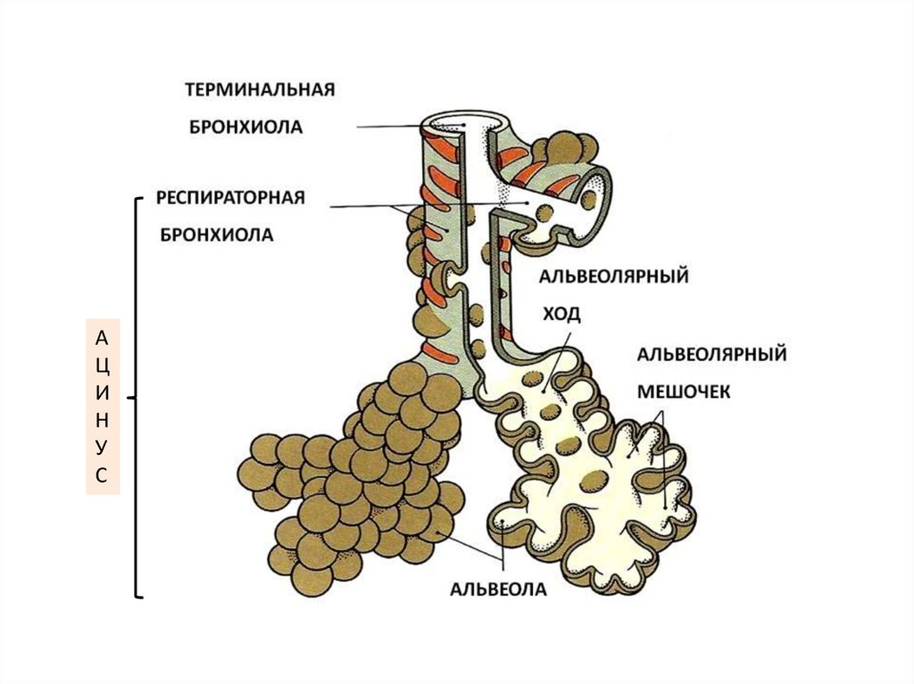 Бронхиолы это. Респираторные дыхательные бронхиолы. Терминальные бронхиолы строение. Терминальные и респираторные бронхиолы. Респираторные терминальные терминальные бронхиолы.