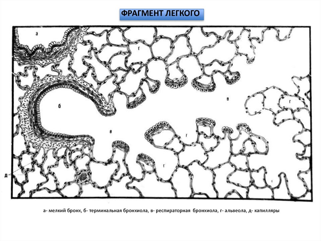 Фрагмент легкого. Терминальная бронхиола гистология препарат. Легкое гистология терминальная бронхиола. Легкое препарат гистология терминальная бронхиола. Фрагмент легкого гистология.