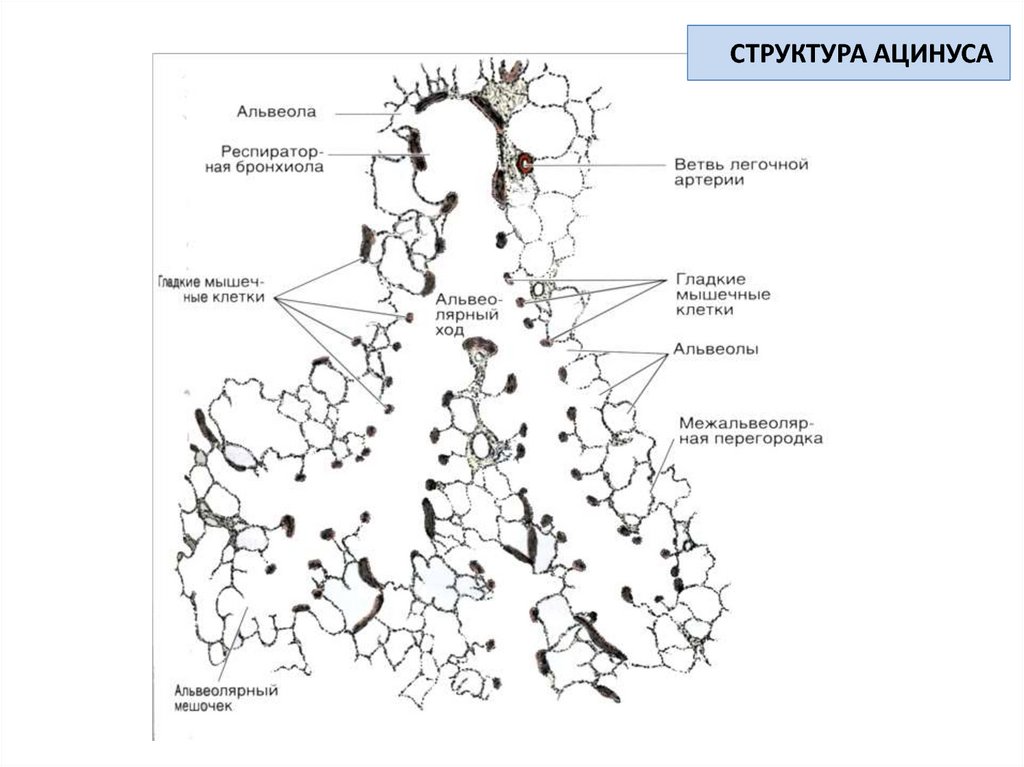 Ацинуса легкого схема