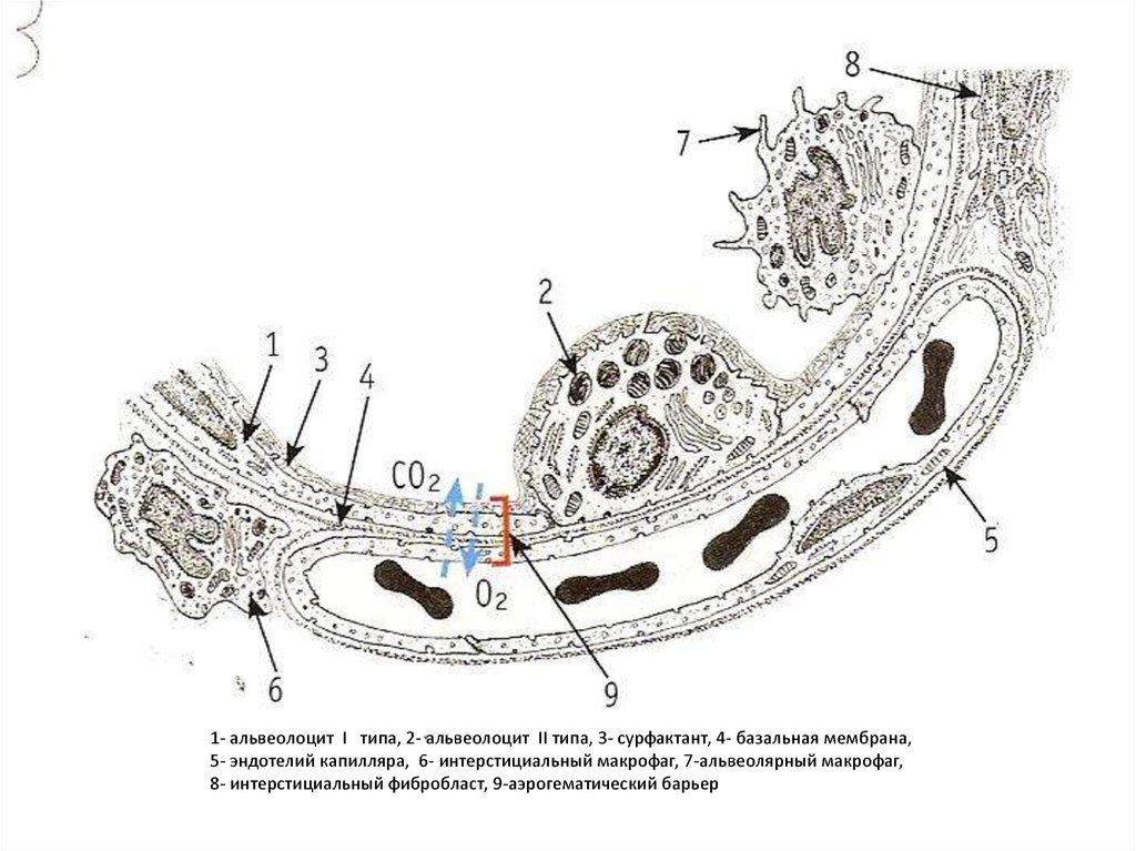 Дыхательная система гистология. Схема ультрамикроскопического строения аэрогематического барьера. Схема строения аэрогематического барьера. Строение аэрогематического барьера гистология. Альвеолоциты 1 2 типа строение гистология.