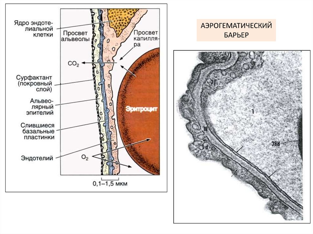 Аэрогематический барьер гистология рисунок