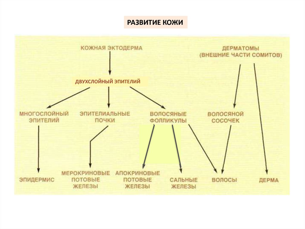 Развитие тканей гистология схема