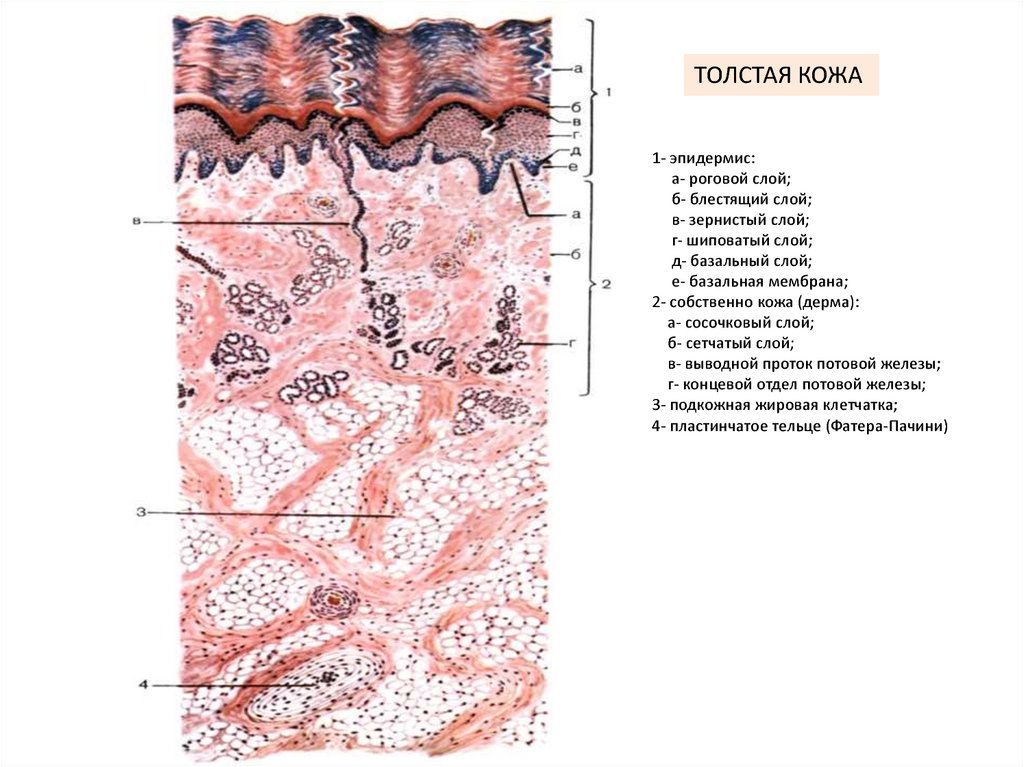 Кожа гистология. Строение толстой кожи гистология. Препарат толстой кожи гистология. Строение кожи пальца гистология. Слои эпидермиса толстой кожи гистология.