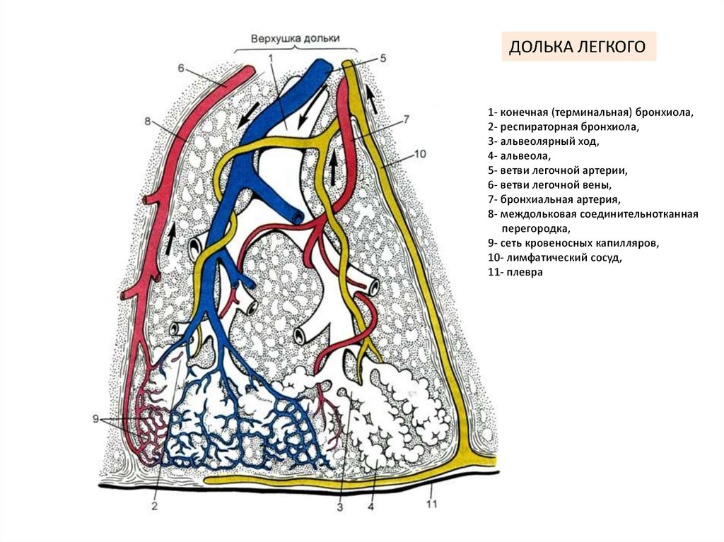 Сосуды легких. Вторичная легочная долька анатомия. Строение вторичной легочной дольки. Кровоснабжение легких гистология. Легочная долька гистология.