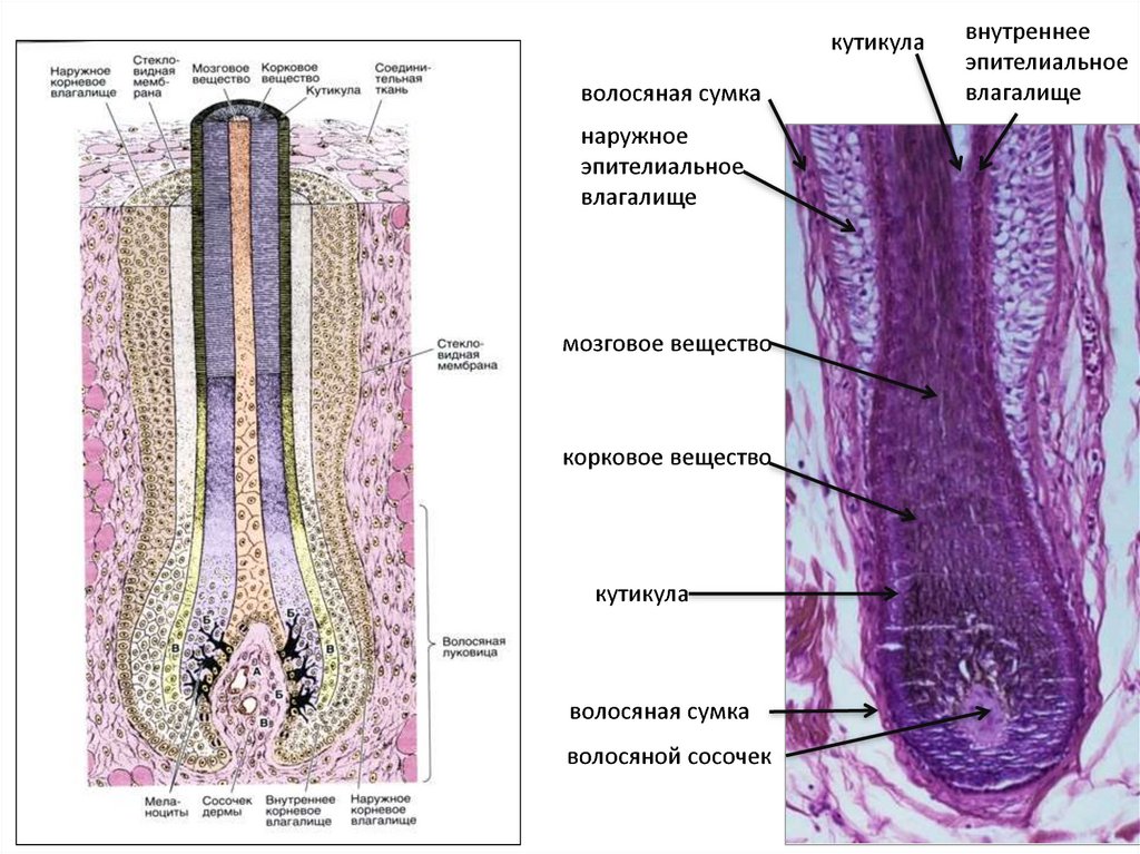 Срез кожи с волосом гистология рисунок