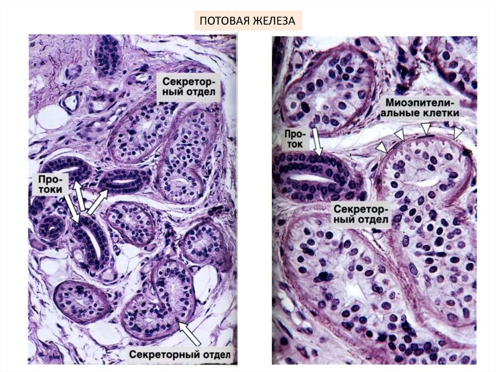 Потовая железа рисунок гистология