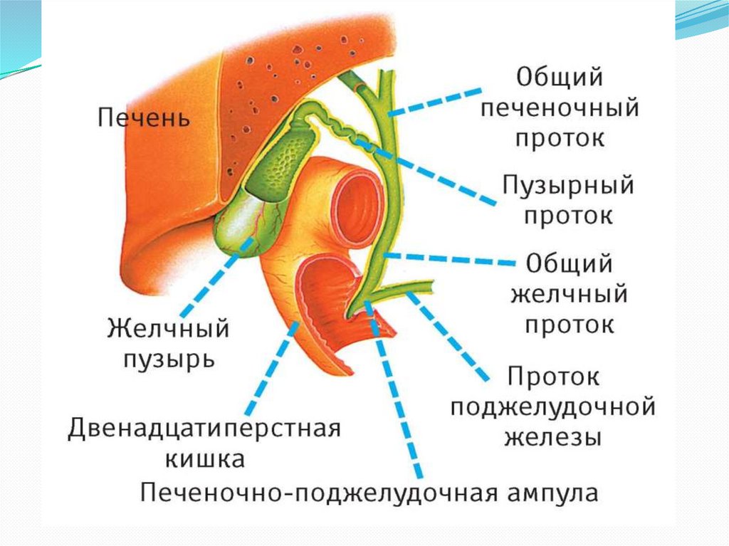Желчные протоки в двенадцатиперстной кишке. Желчные протоки печени анатомия. Желчный пузырь с протоками анатомия. Желчный пузырь и желчные протоки анатомия. Строение желчевыводящих путей.