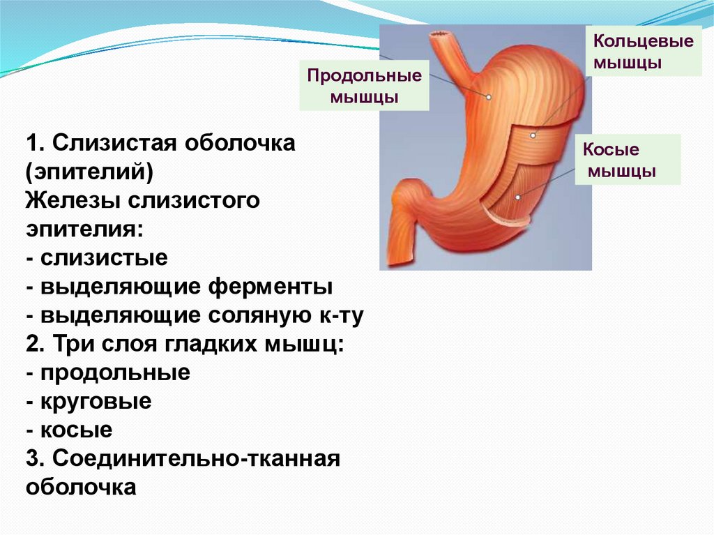 Методы исследования пищеварения в желудке. Пищеварительные железы печени. Продольные мышцы. Пищеварительные железы печень и поджелудочная железа.