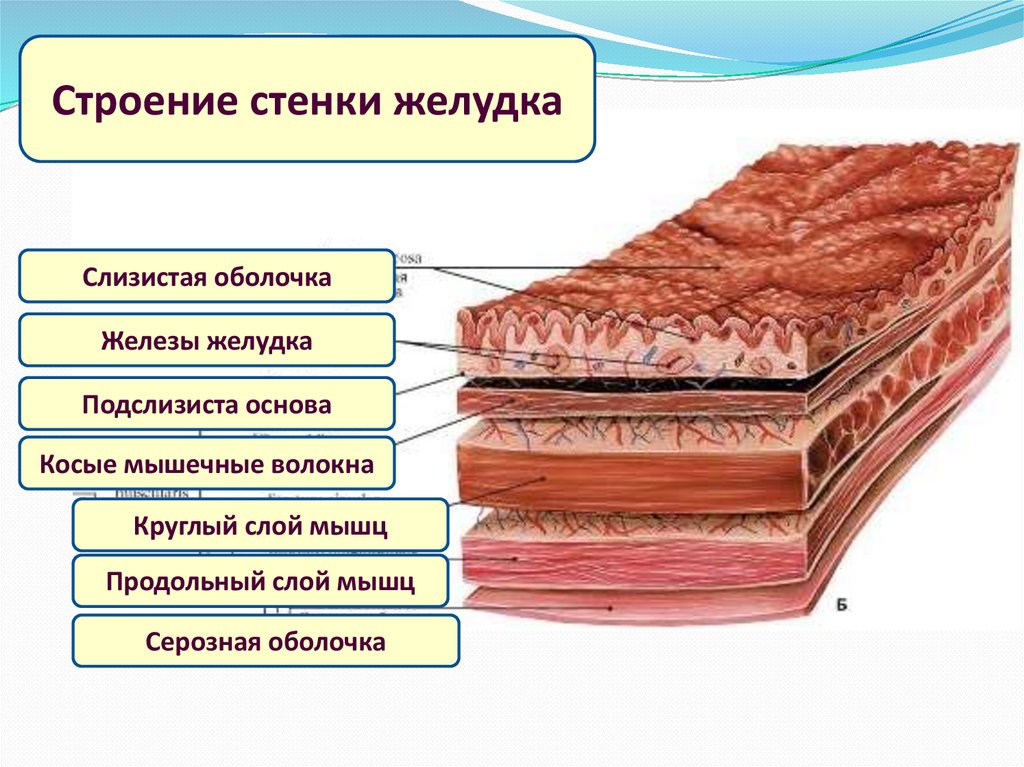 Наличие гладких мышц в стенках желудка. Строение стенки желудка. Компоненты строения стенки желудка. Кишечные железы строение. Мышечные волокна в желудочном соке фото и описание.