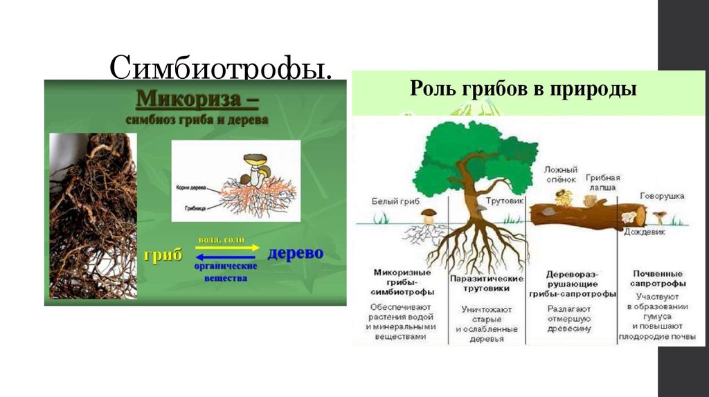 Грибы органические вещества