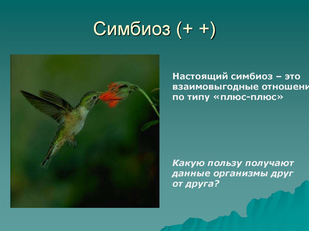 Симбиотические отношения в природе это взаимовыгодное. Симбиоз. Симбиотические отношения в природе. Симбиоз это в экологии. Симбиоз презентация.