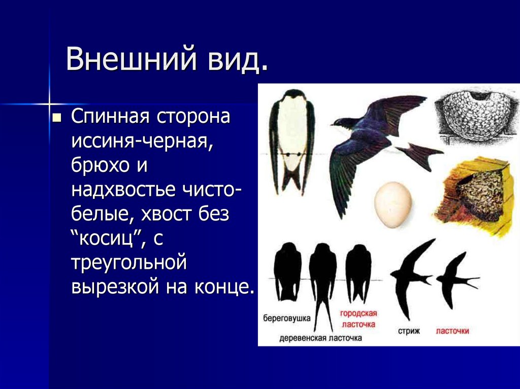 На серии изображений представлена городская ласточка какое общее свойство