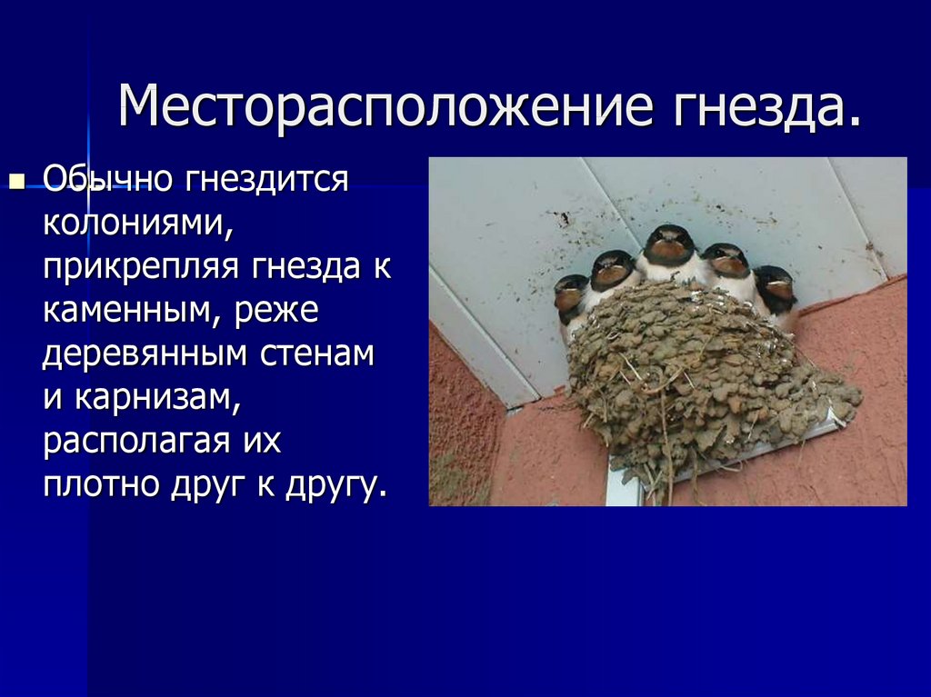 Месторасположение гнезда.