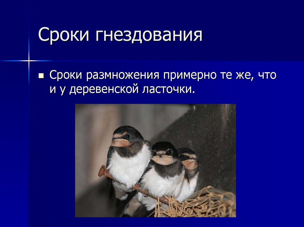 Сроки гнездования